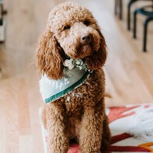 Meet your Posher, Isabella